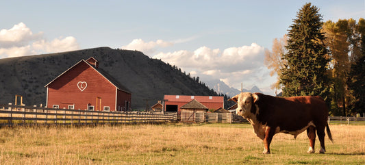 Wireless Ranch Cameras