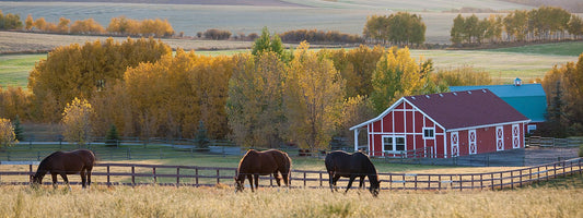 Wireless Barn Cameras