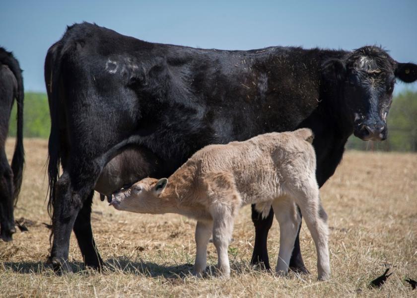 Wireless Calving Cameras