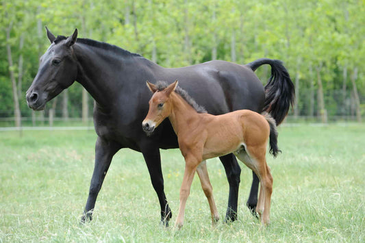 Wireless Foaling Cameras