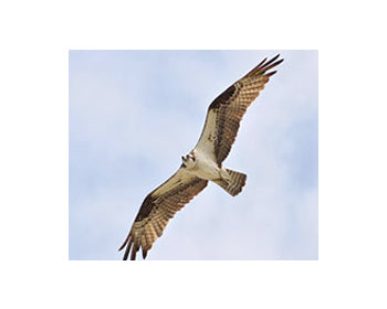 Wildlife Camera Systems