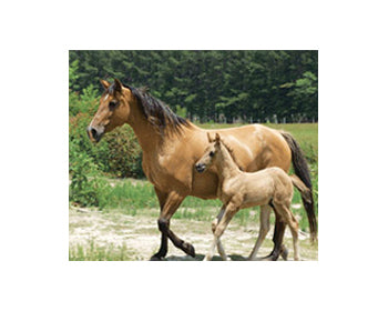 Birthing/Livestock Cameras